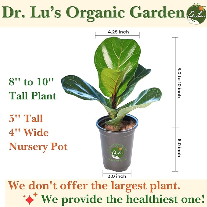 Dr. Lu’s Organic Fiddle Leaf Fig Tree | Easy Plant, Air Purifying Indoor Plants | Popular Modern Room Decor | Live House Plants, Ficus Lyrata, 8-10 Inches Tall in Nursery Pot