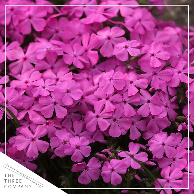 Live Phlox - Pink - Beautiful Creeping/Trailing Perennial - Healthy Spring Plant - 10" Tall by 6" Wide in 2.5 Qt Pot