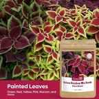 Coleus Rainbow Mix Seeds for Planting – Coleus Colorful Flower Seeds – Non-GMO Heirloom Seeds for Outdoor & Indoor Garden, Containers, Borders, Patios (Coleus scutellarioides)