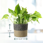 Shop Succulents Pothos Plant in Jute Pot, Freshly Potted, Live Indoor Plant, Easy Care Houseplant, Air Purifying Plant, Housewarming, Home Décor
