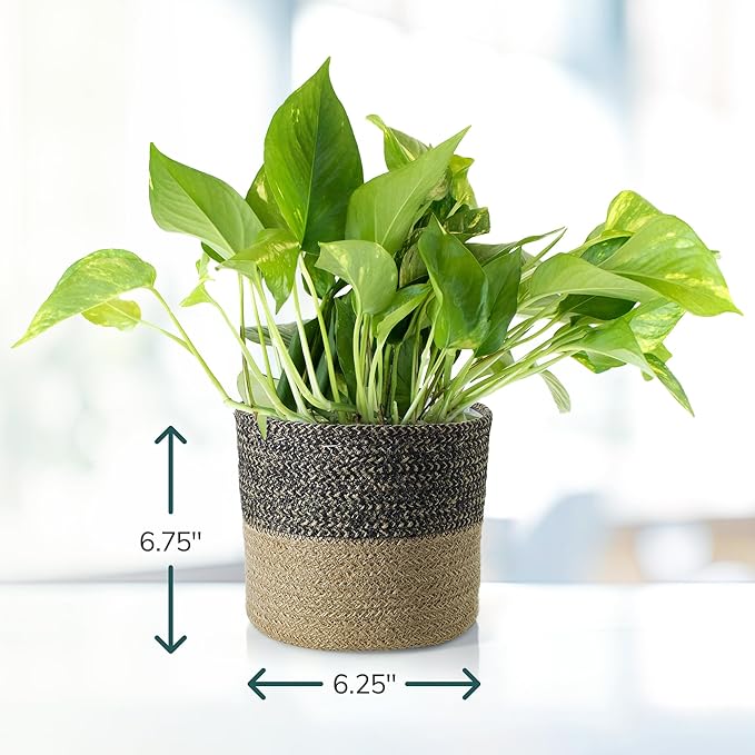 Shop Succulents Pothos Plant in Jute Pot, Freshly Potted, Live Indoor Plant, Easy Care Houseplant, Air Purifying Plant, Housewarming, Home Décor