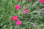 RedCrocus Dianthus 'Paint The Town Red'- Sweet William, Fragrant Border Flower, Pollinator Attractor, Easy Care, Container Plant, Pet Safe, Summer Blooms 1 Quart (Pack of 2)
