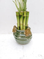Creative Frogs with 6'' Lucky Bamboo/butterfly Unique Design From Jm Bamboo