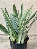 RedCrocus Sayuri's Snake Plant Sansevieria- Indoor Air Purifying Plant for Low Light Spaces 6" Pot