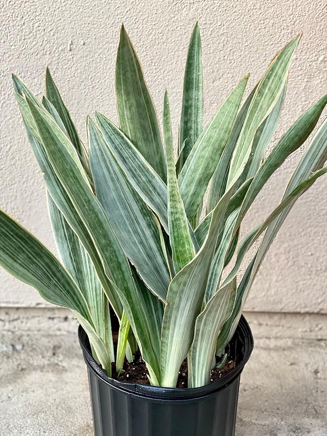 RedCrocus Sayuri's Snake Plant Sansevieria- Indoor Air Purifying Plant for Low Light Spaces 6" Pot
