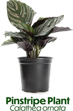 Calathea Plant Live Prayer Plant Live Indoor Plant, Calathea Live Plant Live House Plant Live Plants Indoor, Live Houseplants Live Prayer Plants Live House Plants by Plants for Pets, Black