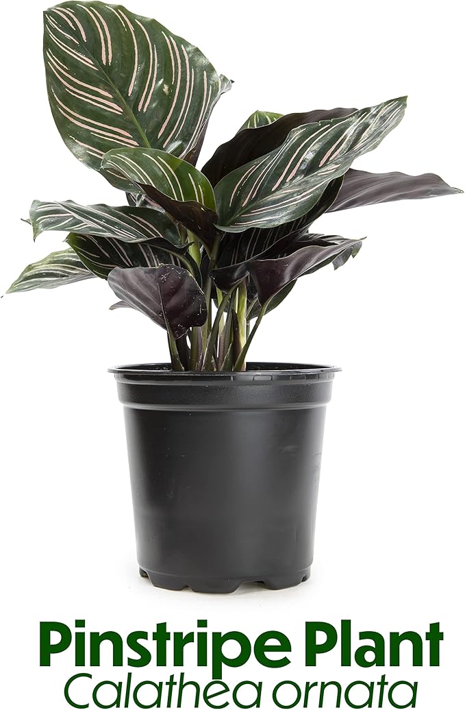 Calathea Plant Live Prayer Plant Live Indoor Plant, Calathea Live Plant Live House Plant Live Plants Indoor, Live Houseplants Live Prayer Plants Live House Plants by Plants for Pets, Black