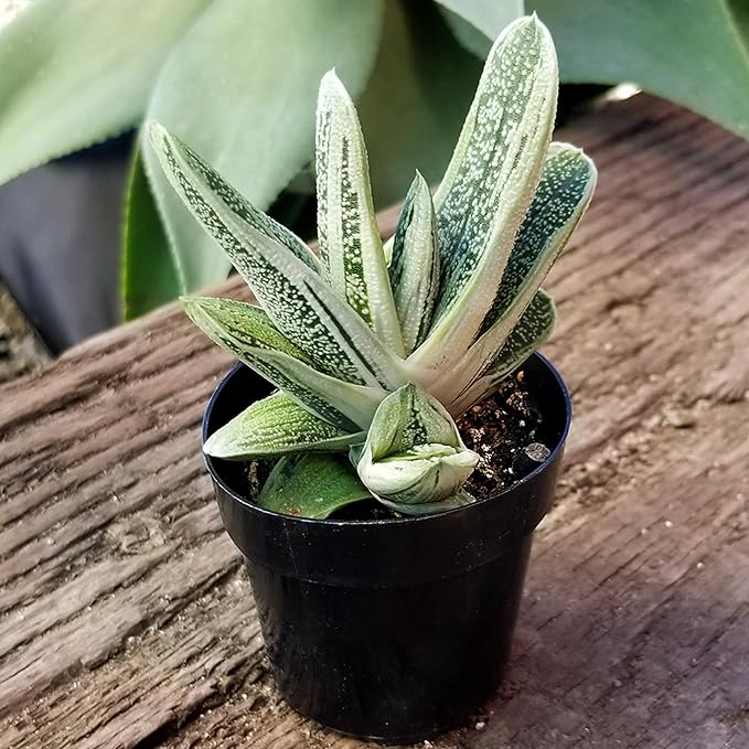 Altman Plants, Assorted Succulents Plants Live Houseplants (8PK), Succulent Plants Home Office Plants Live Indoor Plants, Live Plants Indoor House Plants, Easy Care Plants, Desk Plants, Kitchen Plants
