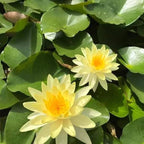 Chalily Water Lily Aquatic Plants Live Lilies Real Small or Big Pond Plant Lilly Ponds Cold Hardy Pads Grow waterlillies Flowering rhizomes Outdoor lilys Waterlily Lillies pre Grown lillys pad Yellow