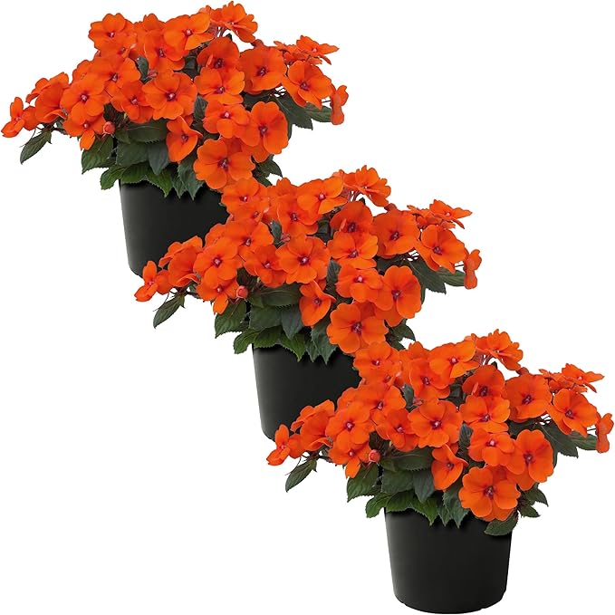 Live Flowering Sunpatiens - Coral (3 Plants Per Pack), Beautiful Annual Summer Color, 10" Tall by 6" Wide in 1 Quart Pot