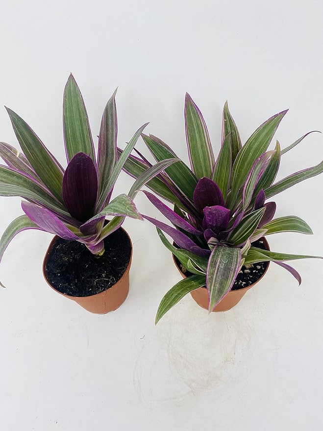 Nanouk Moses in The Cradle Plant -2 Plants -Rhoeo spathacea Tricolor 4inch Pot