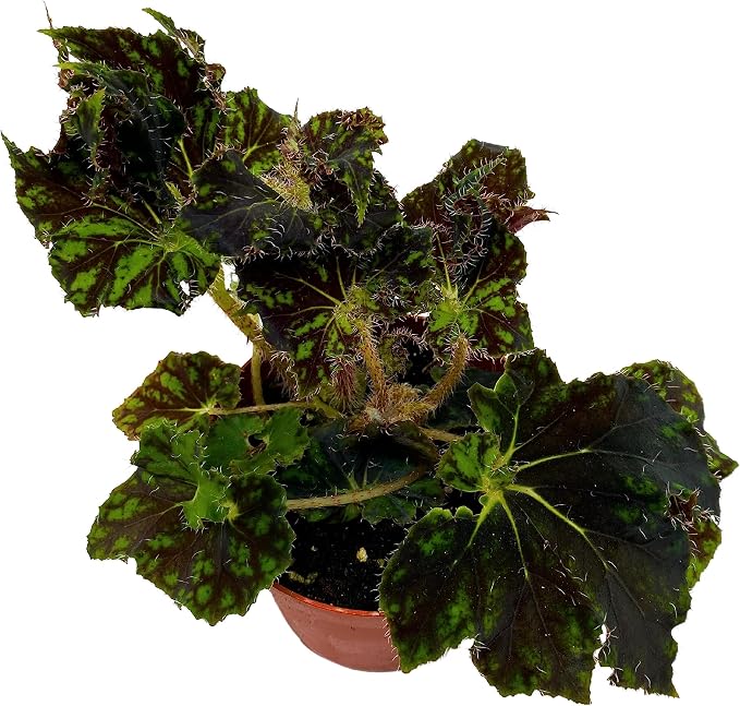 BubbleBlooms Harmony's Unique Begonia Rhizo in 4 inch Pot Rare
