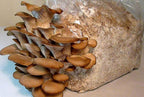 Oyster Mushrooms Spores Non GMO Heirloom 100 Seeds
