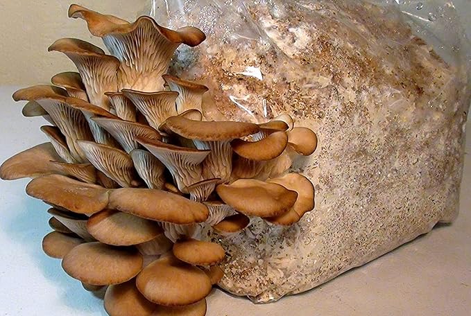 Oyster Mushrooms Spores Non GMO Heirloom 100 Seeds