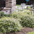 Miss Lemon Abelia (1.5 Gallon) Flowering Evergreen with Variegated Foliage and Pink Blooms - Full Sun to Part Shade Live Outdoor Plant - Southern Living Plants