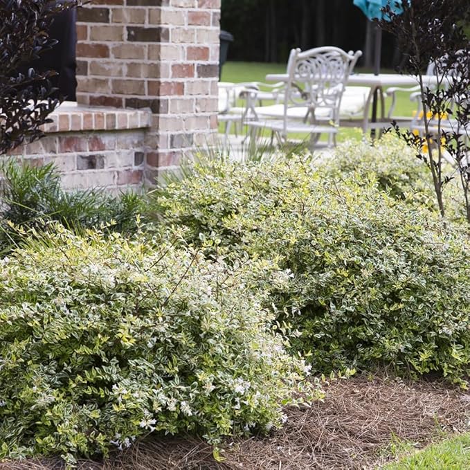 Miss Lemon Abelia (1.5 Gallon) Flowering Evergreen with Variegated Foliage and Pink Blooms - Full Sun to Part Shade Live Outdoor Plant - Southern Living Plants