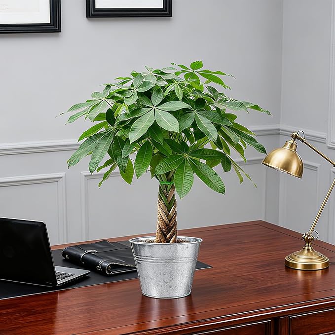 Sprout N Green 8-10" Money Tree with 5 Lucky Braid, Live Plant with Silver Metal Pot, Decoration for Indoor Home Office Tabletop Windowsill Side Table, Housewarming Christmas Gift