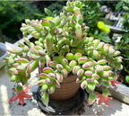 Sprout N Green Cotyledon Pendens, Live Succulent Fully Rooted in 4" Pot with Soil, Trailing Plant for Home Office Wedding Indoor Outdoor Hanging Decor DIY Project Party Favor, Keep Away from Pets