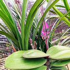 GXXMEI 400PCS Orchid Clips for Plants Support - Dark Green, for Small - Middle Climbing Plants Vine Plants & Single Stem Plants