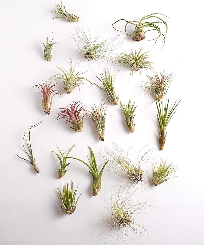 Shop Succulents | Assorted Collection | Variety of Species, Tropical House Plant for Home Décor, DIY Terrariums, 50-Pack