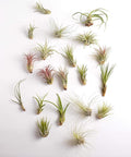 Shop Succulents | Assorted Collection | Variety of Species, Tropical House Plant for Home Décor, DIY Terrariums, 30-Pack