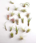 Shop Succulents | Assorted Collection | Variety of Species, Tropical House Plant for Home Décor, DIY Terrariums, 100-Pack