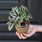 PLANTVERS Tradescantia Silver Jew in a 3" Nursery Pot | Live Plant | Low Light House Plant for Gifting | Vining Indoor Plant | Air Purifier Plant for Office