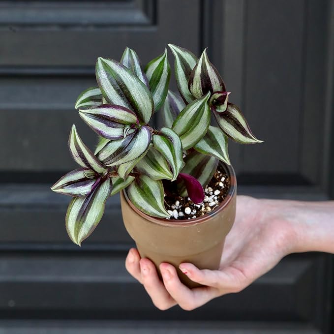 PLANTVERS Tradescantia Silver Jew in a 3" Nursery Pot | Live Plant | Low Light House Plant for Gifting | Vining Indoor Plant | Air Purifier Plant for Office