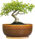 Bonsai Pots - 8 Inch Succulent Bowl for Indoor Plant, Shallow Round Ceramic Planters with Drainage Hole and Saucer, Boho Home Room Office Apartment Decor, Plant Lovers Gifts, Brown