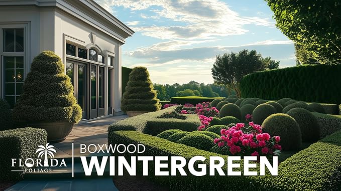 Wintergreen Boxwood | 3 Live 4 Inch Plants | Buxus Microphylla | Evergreen Shrub, Dense Foliage, Formal Garden, Low Maintenance, Privacy Hedge, Year-Round Interest, Landscaping Shrub