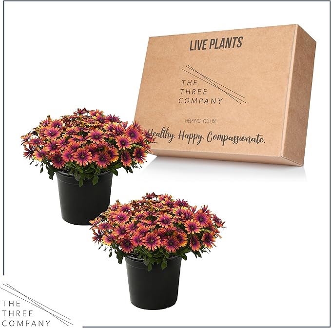 Live Flowering Osteospermum Plant - Copper Amethyst (2 Plants Per Pack), Beautiful African Daisies, Early Spring Color, 12" Tall by 5" Wide in 1 Qt Pot