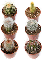 Cactus Plants Live – Small Assorted 2-Inch Cactus Plants – Fully Rooted Potted Cactus Plants – Live Cactus Plant Set (6)