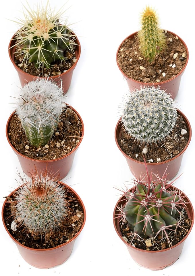 Cactus Plants Live – Small Assorted 2-Inch Cactus Plants – Fully Rooted Potted Cactus Plants – Live Cactus Plant Set (6)