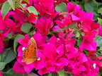16" Tall Pink Bougainvillea Live Well Established Plant in 6" Pot with Wood Trellis Bright Colors Flowering Vine Indoor/Outdoor Perennial/Annual Tropical