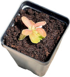 Live Pinguicula Fumiko Butterwort Carnivorous Plant, Pet-Safe, Unique Gift for Plant Lovers & Collectors. Succulent-Like Carnivore Plant.
