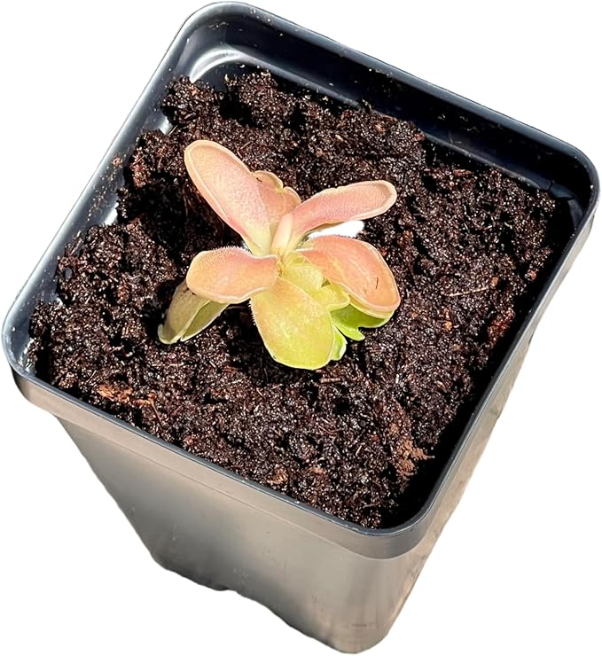 Live Pinguicula Fumiko Butterwort Carnivorous Plant, Pet-Safe, Unique Gift for Plant Lovers & Collectors. Succulent-Like Carnivore Plant.