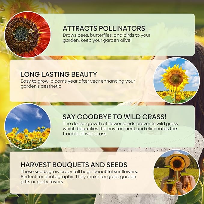 Groundio Sunflower Seeds for Planting, 15+ Varieties, 1 Oz, 300+ Mixed Seeds to Plant Colored Sunflower for Outdoors, Garden, Attracts Pollinators