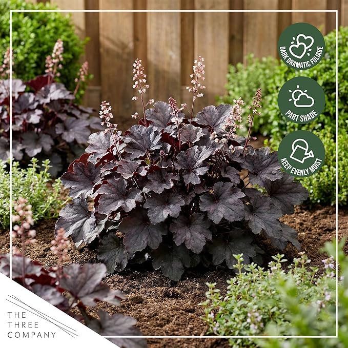 Live Heuchera Coral Bells 2-Pack – Black Olive – Shade Perennial Foliage Plant, 10” Tall, 1 Qt Pot