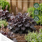 Live Heuchera Coral Bells 2-Pack – Black Olive – Shade Perennial Foliage Plant, 10” Tall, 1 Qt Pot