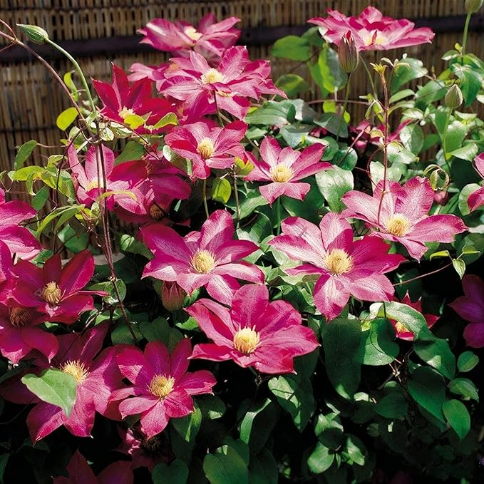 Clematis Flower Seeds, 50 Mixed Clematis Seed, Bloom Climbing, Perennial Flower Plants, Non-GMO Heirloom Flower Seeds for Garden Home