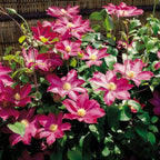 Clematis Flower Seeds, 50 Mixed Clematis Seed, Bloom Climbing, Perennial Flower Plants, Non-GMO Heirloom Flower Seeds for Garden Home