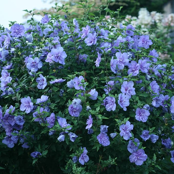 Proven Winners 2 Gal. Blue Chiffon Rose of Sharon (Hibiscus) Shrub
