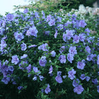 Proven Winners 2 Gal. Blue Chiffon Rose of Sharon (Hibiscus) Shrub