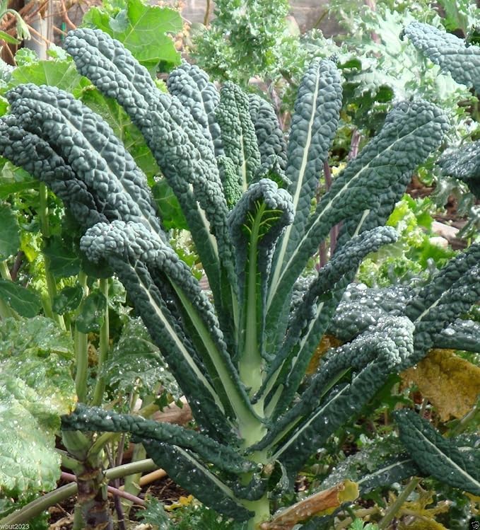 Kale Lacinato (AKA Dinosaur or Tuscan) Great Heirloom Vegetable by Seed Kingdom 500 Seeds