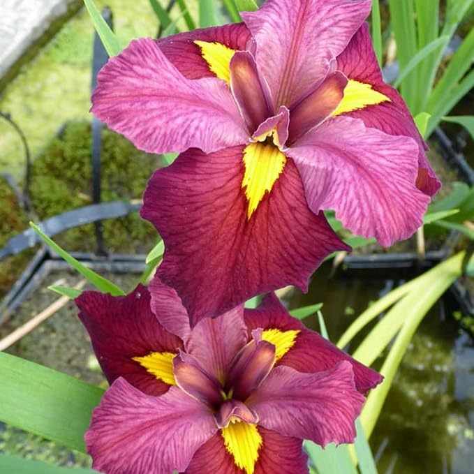 Iris ‘Ann Chowning’, a Great Live Pond Plant for Your Water Garden. Filters The koi and Goldfish Pond. Good for Bogs, Plant Shelf or Shallow Water This marginal Aquatic is a Real Beauty