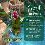 Better-GRO Bromeliad Hanging Kokedama – Indoor/Outdoor Decorative Planter, Low Maintenance Houseplant, Unique Home Decor - 12” Tall