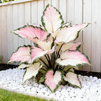 Hosta Seeds for Planting, 299+ Mixed Rare Perennial Hosta Seed, Heirloom Non-GMO Hosta Seeds for Bonsai Decoration, Home Garden