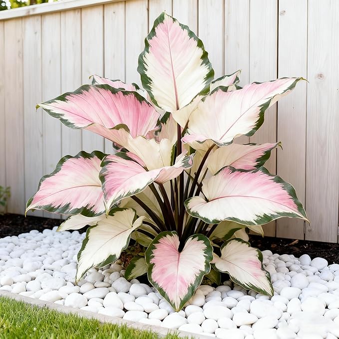 Hosta Seeds for Planting, 299+ Mixed Rare Perennial Hosta Seed, Heirloom Non-GMO Hosta Seeds for Bonsai Decoration, Home Garden