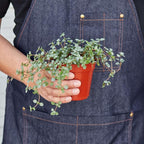 Nettle Silver Sparkle | Solanum Elaeagnifolium | Live Plant for Indoor | Different Houseplants in 4'' & 6'' Pot | Real House Plant for Living Room, Office, Desk & Bathroom