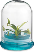 Bloomify Pitcher Plant – Live Nepenthes Tobaica – Zero Care Carnivore Plants Terrarium - Self-Sustaining Pitcher Plant Ecosystem – Great Gift for Birthdays, Christmas, Anniversaries